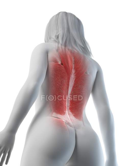 Weibliche Rückenmuskulatur, Tiefansicht, Computerillustration — Stockfoto