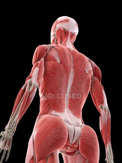 Anatomía femenina que muestra músculos de la espalda, ilustración por computadora - foto de stock