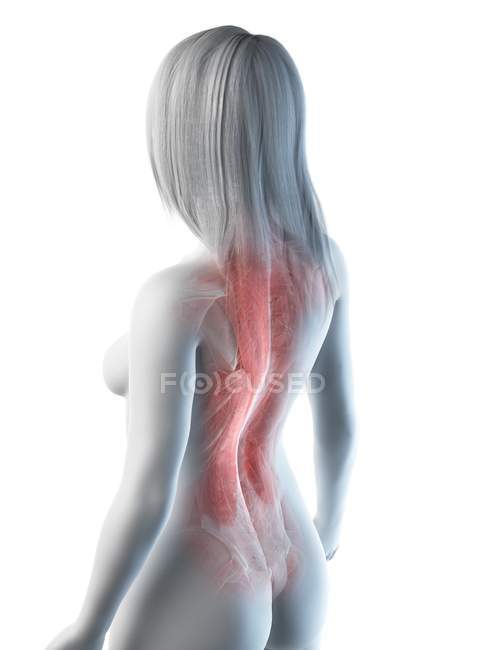 Weiblicher Körper mit sichtbarer Rückenmuskulatur, Computerillustration — Stockfoto
