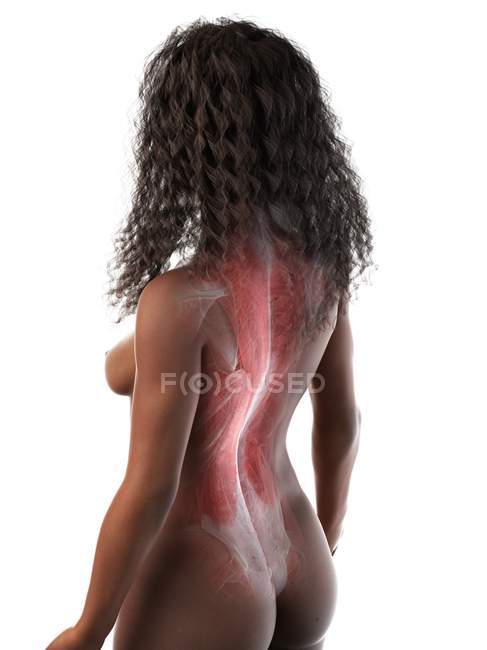Cuerpo femenino con músculos visibles de la espalda, ilustración por ordenador - foto de stock
