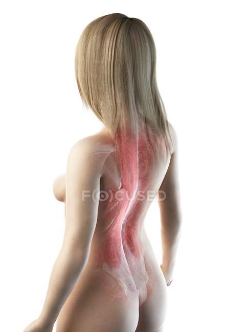 Жіноче тіло з видимими м'язами спини, комп'ютерна ілюстрація — стокове фото