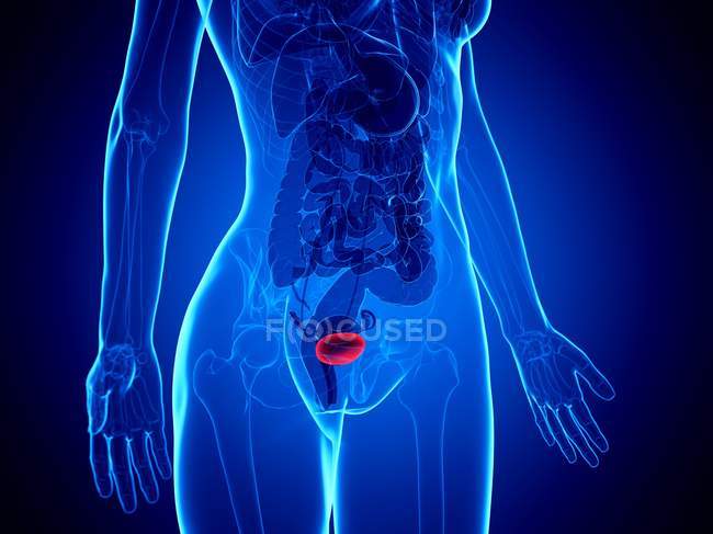 Red colored bladder in female body silhouette, computer illustration. — Stock Photo