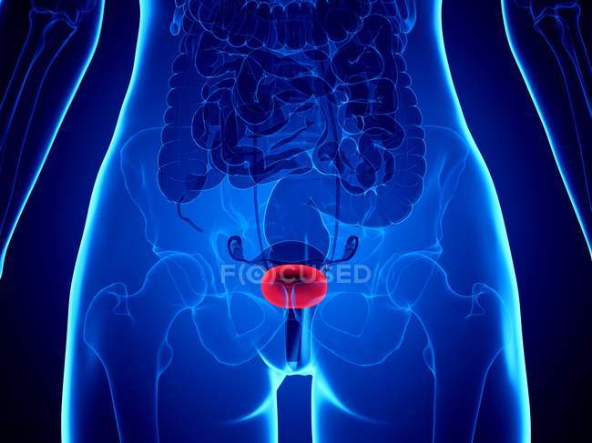 Red colored bladder in female body silhouette, computer illustration. — стокове фото