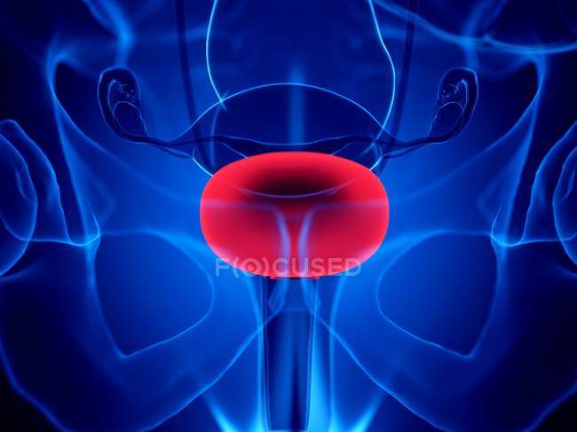 Red colored bladder in female body silhouette, computer illustration. — Stock Photo