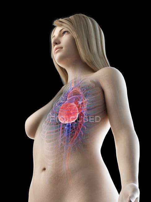 Жіноче тіло з видимою серцево-судинною системою, цифровий приклад — стокове фото