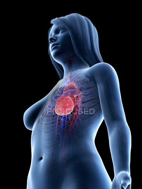 Weiblicher Körper mit sichtbarem Herz-Kreislauf-System, digitale Illustration — Stockfoto