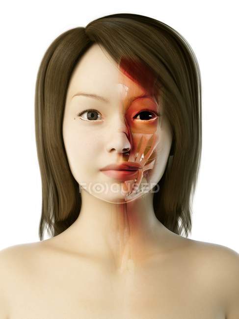 Visage féminin montrant l'anatomie faciale, illustration d'ordinateur . — Photo de stock