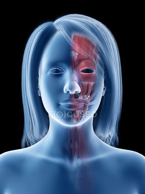 Женское лицо с анатомией лица, компьютерная иллюстрация . — стоковое фото