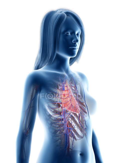 Silhouette féminine montrant l'anatomie cardiaque, illustration par ordinateur
. — Photo de stock