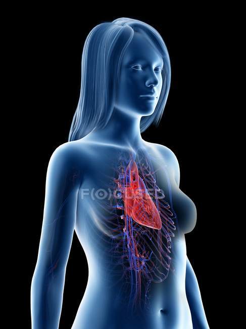 Жіночий силует, що показує анатомію серця, комп'ютерна ілюстрація . — стокове фото