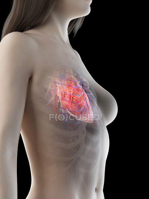 Silhouette féminine montrant l'anatomie cardiaque, illustration par ordinateur
. — Photo de stock