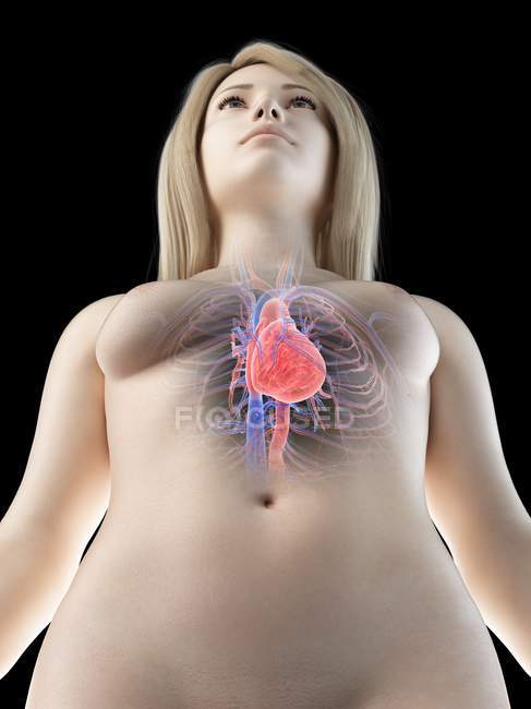 Silhueta feminina mostrando anatomia do coração, ilustração do computador
. — Fotografia de Stock