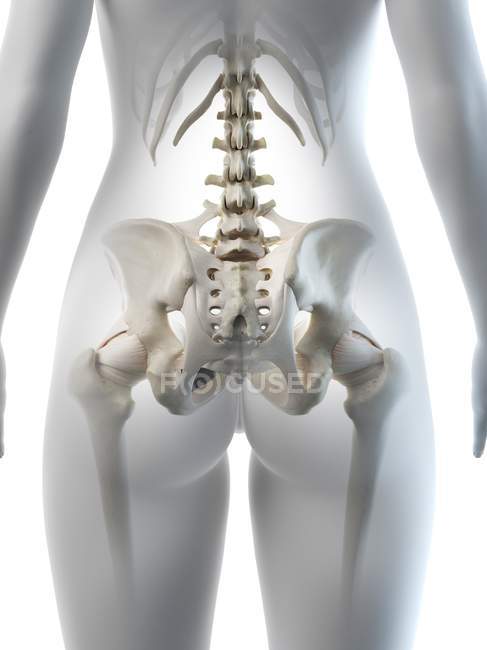 Жіночі кістки стегна, анатомічна цифрова ілюстрація — стокове фото
