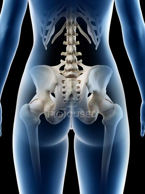 Жіночі кістки стегна, анатомічна цифрова ілюстрація — стокове фото