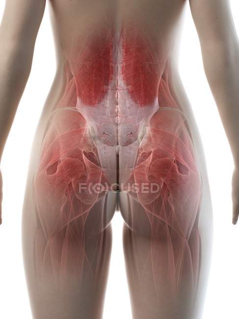 Cuerpo femenino mostrando los músculos de las caderas, ilustración por computadora - foto de stock
