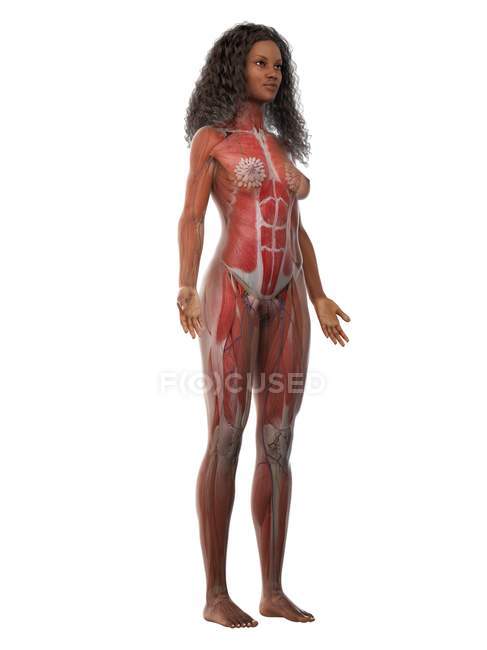 Жіноча мускулатура в прозорому тілі, комп'ютерна ілюстрація . — стокове фото