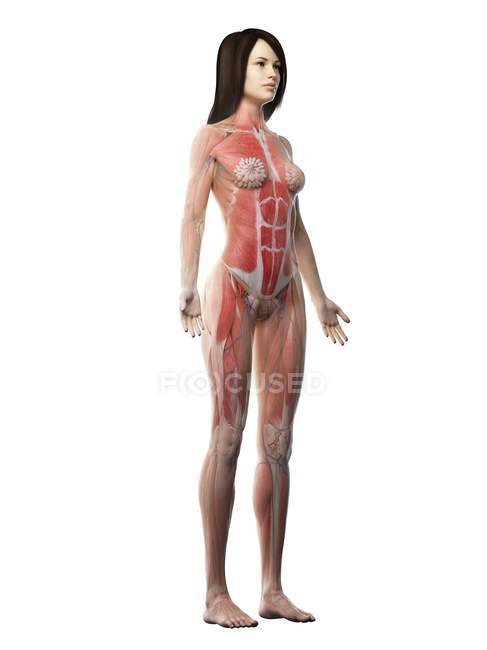 Weibliche Muskulatur im transparenten Körper, Computerillustration. — Stockfoto