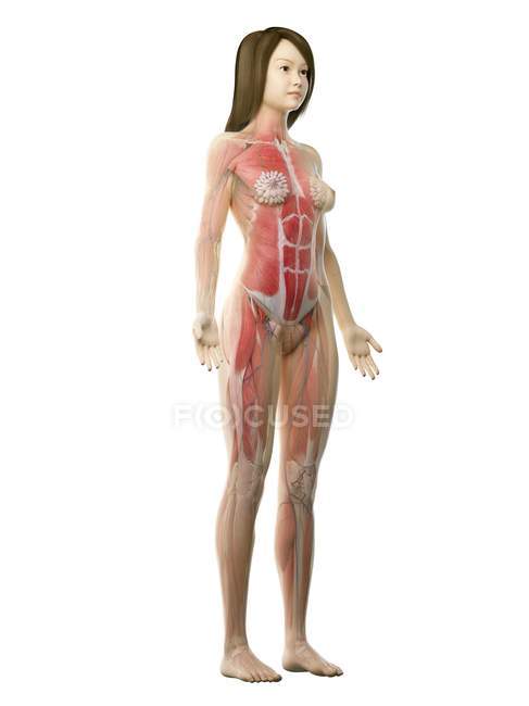 Musculatura feminina em corpo transparente, ilustração computacional . — Fotografia de Stock