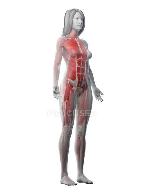 Женская мускулатура в прозрачном теле, компьютерная иллюстрация
. — стоковое фото