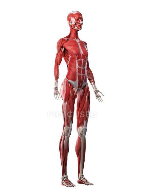 Жіноче тіло з видимою мускулатурою, комп'ютерна ілюстрація . — стокове фото