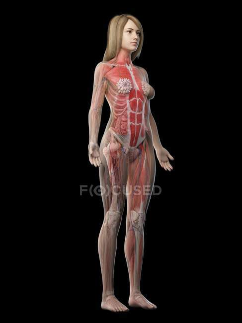 Muscolatura femminile nel corpo trasparente, illustrazione al computer . — Foto stock