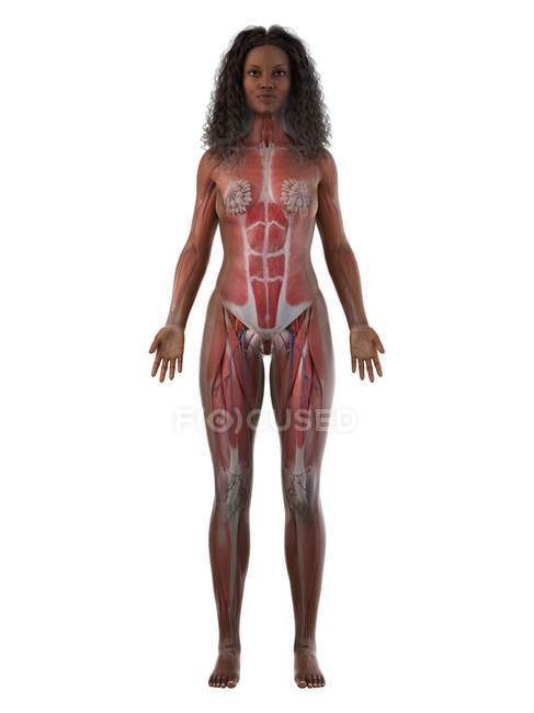 Жіноча мускулатура в прозорому силуеті, вид спереду, комп'ютерна ілюстрація — стокове фото