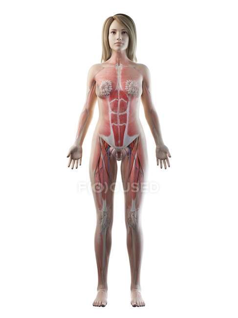 Женская мускулатура в прозрачном силуэте, вид спереди, компьютерная иллюстрация — стоковое фото