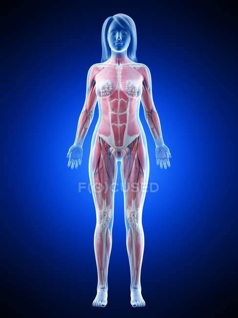 Musculatura feminina em silhueta transparente, vista frontal, ilustração de computador — Fotografia de Stock