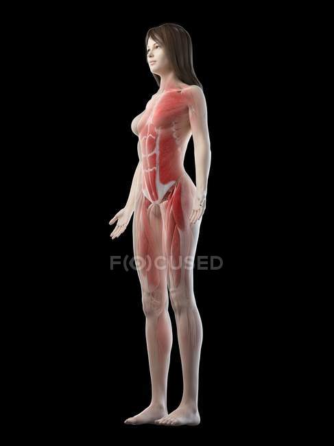 Female musculature in transparent silhouette, digital illustration. — Stock Photo