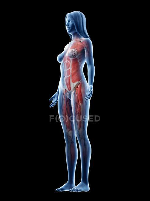 Musculatura feminina em silhueta transparente, ilustração digital . — Fotografia de Stock