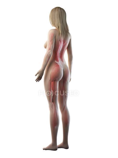 Muscolatura femminile in silhouette trasparente, illustrazione digitale . — Foto stock