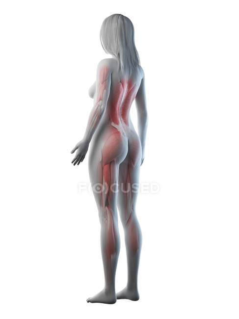 Musculatura femenina en silueta transparente, ilustración digital
. — Stock Photo