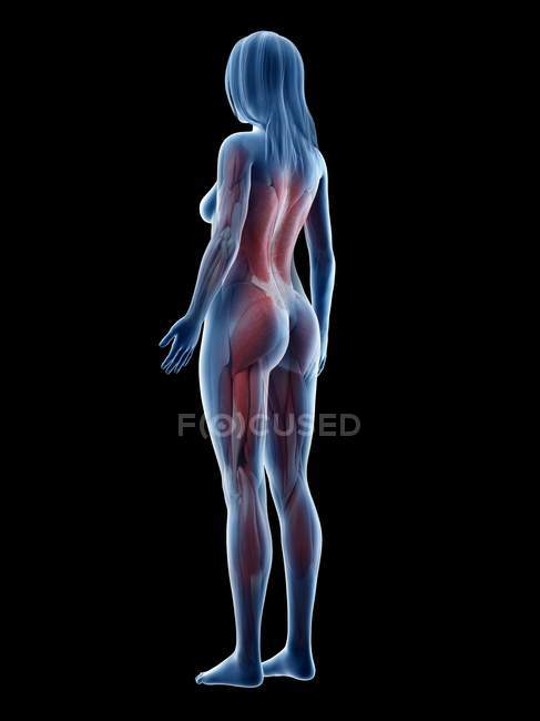 Muscolatura femminile in silhouette trasparente, illustrazione digitale . — Foto stock