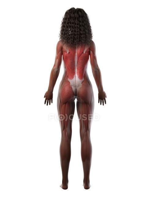 Muscolatura femminile in silhouette trasparente, vista posteriore, illustrazione per computer . — Foto stock