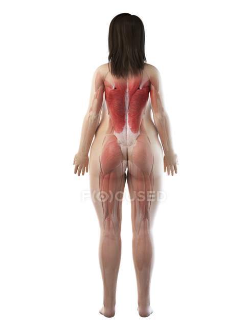 Жіноча мускулатура в прозорому силуеті, задній вид, комп 