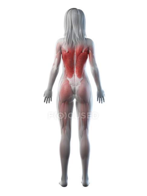 Musculatura feminina em silhueta transparente, visão traseira, ilustração de computador . — Fotografia de Stock