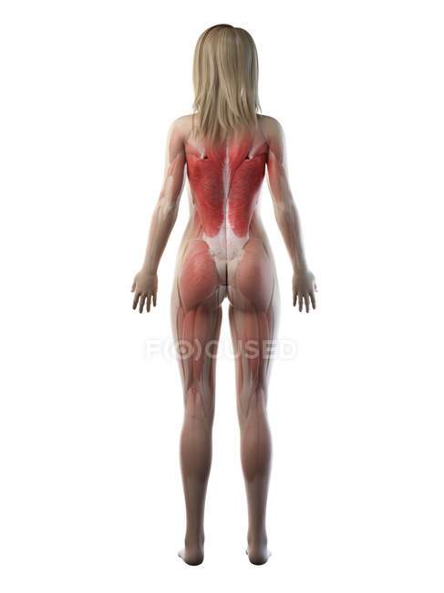 Female musculature in transparent silhouette, rear view, computer illustration. — Stock Photo