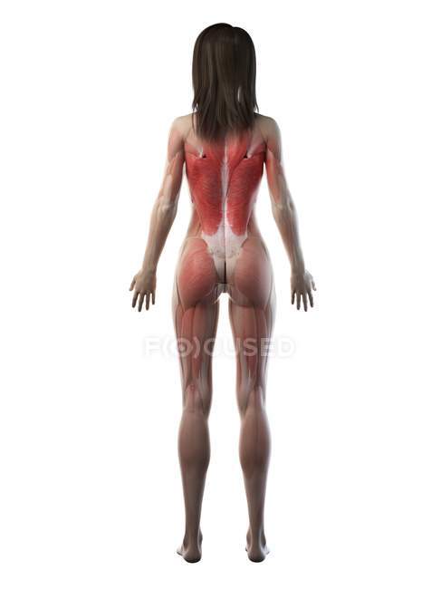 Жіноча мускулатура в прозорому силуеті, вид ззаду, комп'ютерна ілюстрація . — стокове фото