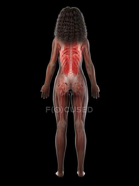 Musculatura femenina en silueta transparente, vista trasera, ilustración por ordenador
. - foto de stock