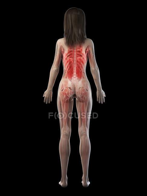 Женская мускулатура в прозрачном силуэте, вид сзади, компьютерная иллюстрация
. — стоковое фото