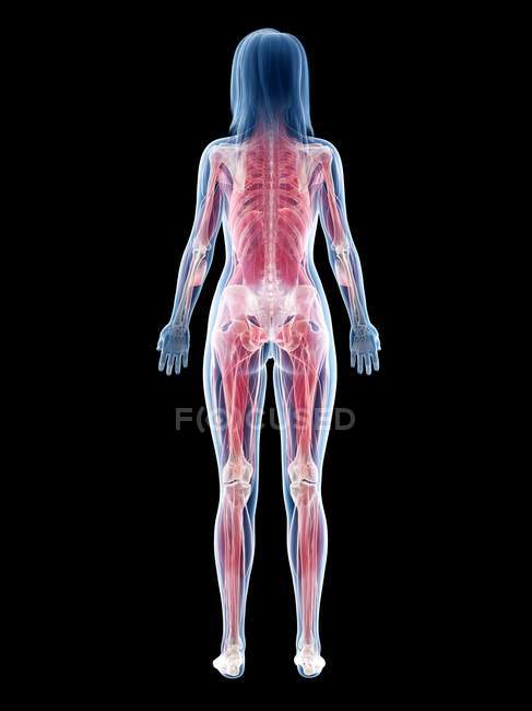 Weibliche Muskulatur in transparenter Silhouette, Rückansicht, Computerillustration. — Stockfoto