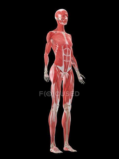 Weiblicher Körper mit sichtbarer Muskulatur, Computerillustration. — Stockfoto