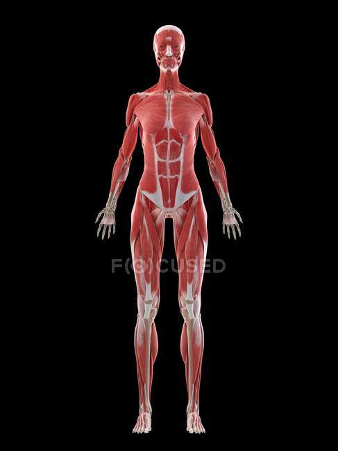 Жіноче тіло з видимою мускулатурою, комп 