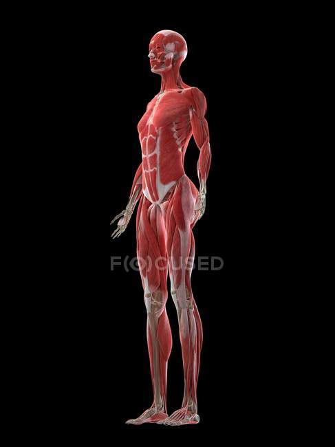 Cuerpo femenino con musculatura visible, ilustración por ordenador . - foto de stock