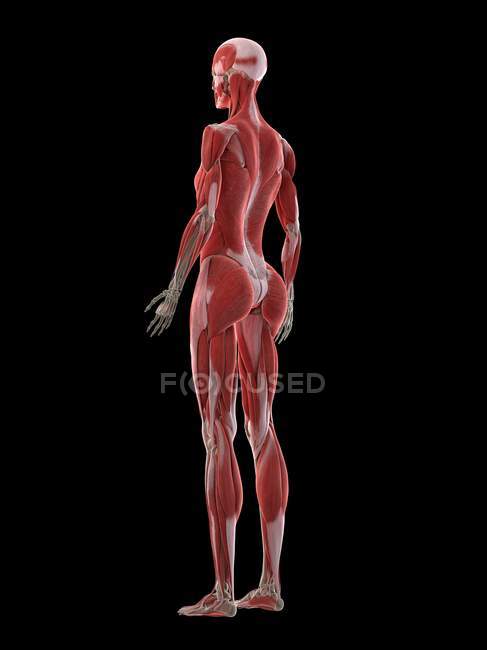 Cuerpo femenino con musculatura visible, ilustración por ordenador . - foto de stock