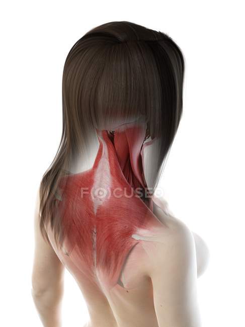 Жіночі м'язи шиї та спини, комп'ютерна ілюстрація — стокове фото