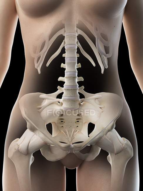 Абстрактні жіночі тазові кістки, комп'ютерна ілюстрація . — стокове фото