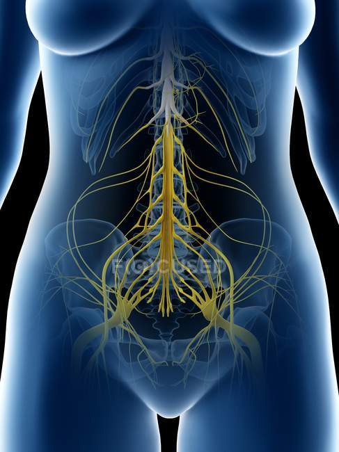 Женские тазовые нервы в абстрактном силуэте тела, компьютерная иллюстрация — стоковое фото