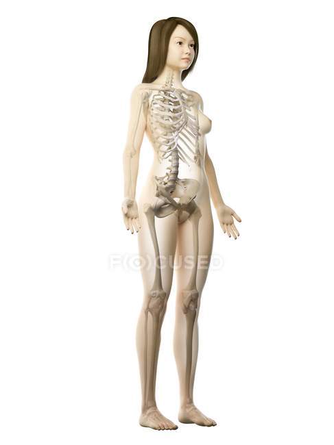 Weibliches Skelett in transparenter Körpersilhouette auf weißem Hintergrund, Computerillustration. — Stockfoto
