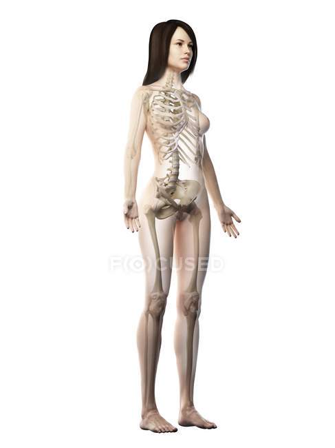 Weibliches Skelett in transparenter Körpersilhouette auf weißem Hintergrund, Computerillustration. — Stockfoto